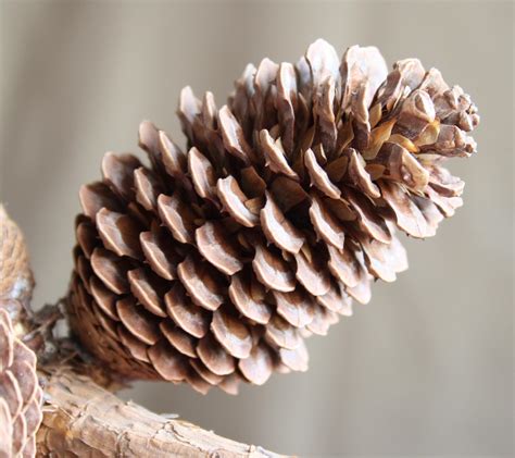 Pine Cone .
